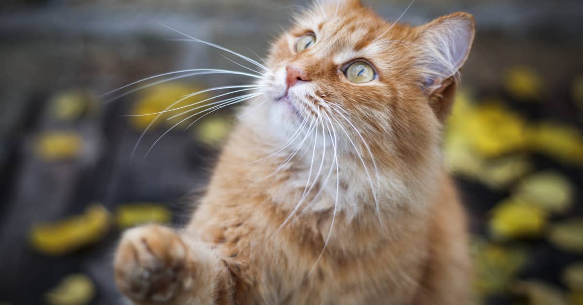 登顶美国手游榜，猪猪之后，猫咪又成另一吸量密码？ - 移动互联网出海,出海服务,海外的行业服务平台 - Enjoy出海