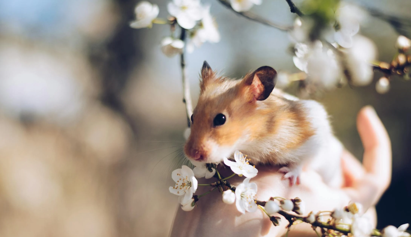 拿下近亿元融资，小宠品牌如何抓住垂类蓝海？ - 移动互联网出海,出海服务,海外的行业服务平台 - Enjoy出海