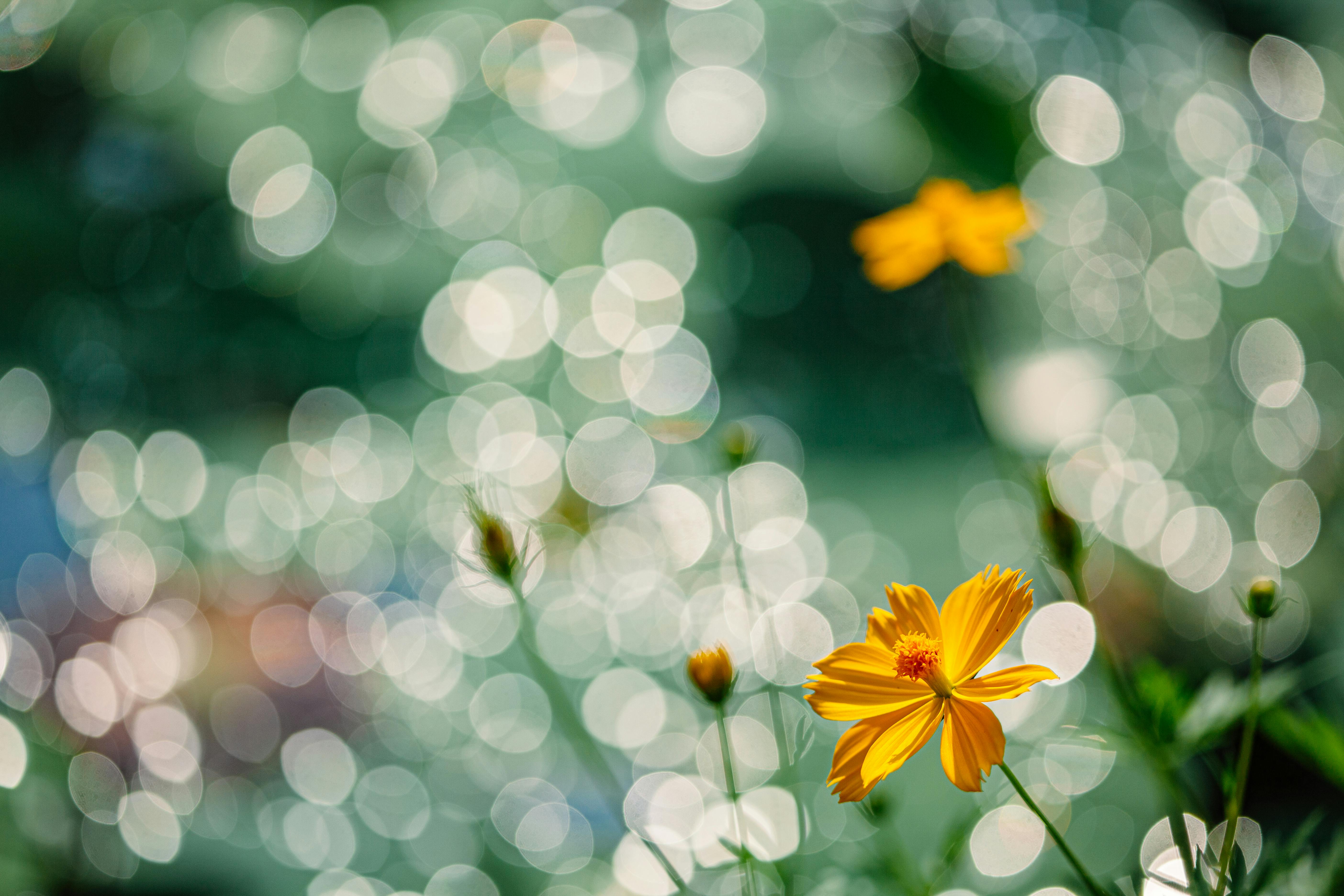 深耕小众赛道，国产出海非游应用年收入超6.58亿元，AI新版本驱动月收三连涨 - 移动互联网出海,出海服务,海外的行业服务平台 - Enjoy出海